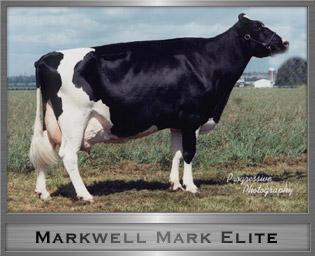 904 kg leite 3,8% gordura 3,6% proteína Mãe do touro Markwell Twomar 5ª Mãe