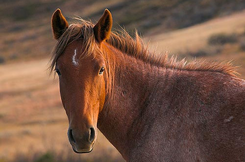 Equus