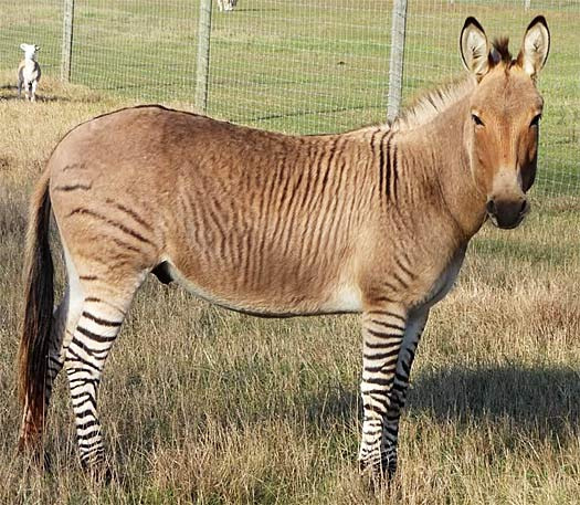 Zonkey