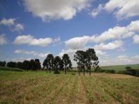 72 ISSN 1677-8901 Dezembro, 2009 Desempenho de híbridos simples e triplos de milho cultivados em diferentes espaçamentos entre linhas e densidades de plantas Mauro Celaro Teixeira 1 Beatriz Marti