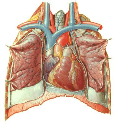 Lâmina parietal do pericárdio seroso Pericárdio fibroso Posteriormente: prende-se pelo tecido conjuntivo frouxo.