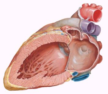 Morfologia interna: Átrio Esquerdo Septo interatrial Válvula do forame oval Óstios