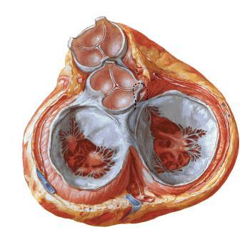 superior Veia cava inferior Veias pulmonares Valvas cardíacas: Valva do tronco