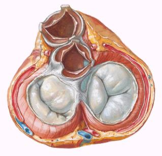 Valvas cardíacas: Valva aórtica Válvula semilunar posterior Válvula semilunar esquerda Válvula semilunar direita Seio posterior Seio esquerdo Seio direito Óstio da a. coronária direita Óstio da a.