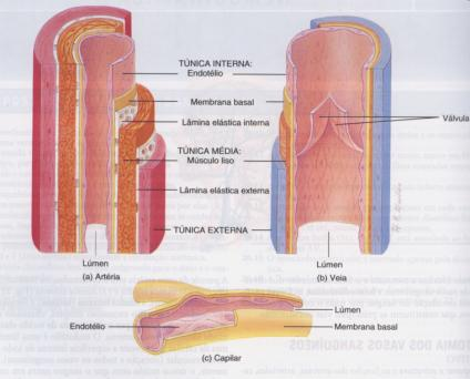 Estrutura VASOS SANGUÍNEOS VASOS SANGUÍNEOS Características Artérias Veias Conceito Forma: cilíndricos Forma: cilíndricas, achatadas ou nodosas Sentido: centrífugo