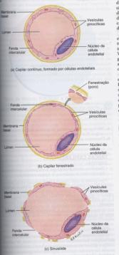 Redes admiráveis: Redes admiráveis: Elasticidade A elasticidade mantém o fluxo sanguineo constante São pregas da túnica íntima das veias, em forma de Válvulas (tensão