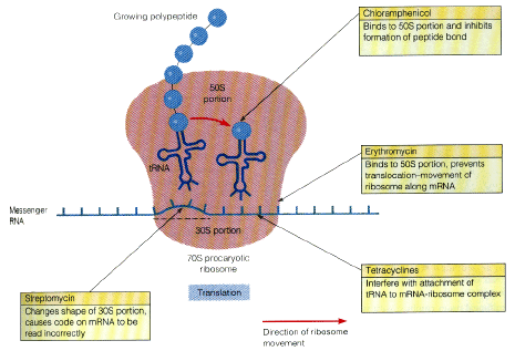 Ligação à Membrana Citoplasmática Menor grau de toxicidade seletiva.