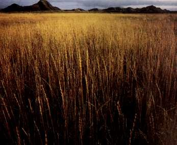 CAMPOS CAMPO Sem árvores ou com árvores espaçadas. Predomínio de gramíneas. Baixa umidade.