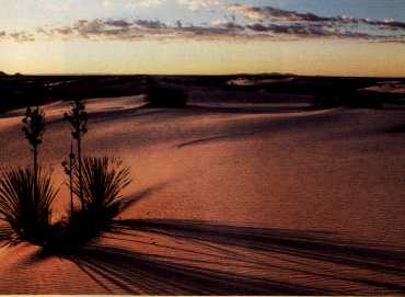 DESERTOS Deserto Xerófitas e Ombrófitas.