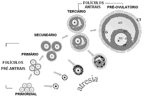 4 2.2. As células germinativas femininas e os folículos ovarianos O ovário mamífero contém um grande número de células germinativas (ovócitos) que se encontram em folículos ovarianos em vários