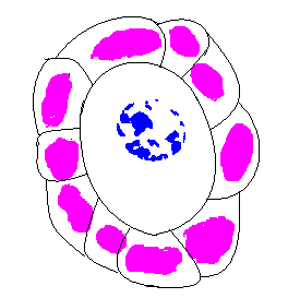 granulosa que circundam o ovócito imaturo ou primário, como é mostrado na figura 2