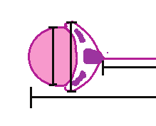 Diâmetro da cabeça (DC) Diâmetro da Comprimento da cabeça (CC) Figura 1 Esquema do espermatozoide de P. corruscans, apontando as medidas avaliadas.