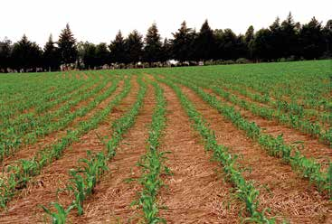 Plantio Direto (PD) É um sistema de semeadura onde a semente é colocada diretamente no solo não revolvido sobre a palha, usando máquinas especiais.