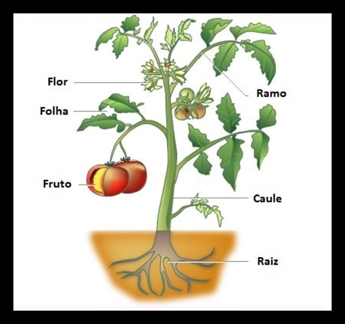 13. Observe na figura as partes de uma planta: Assinale a alternativa correta em relação às funções da raiz e do caule. (A) Raiz: retirar água e sais minerais do substrato em que a planta está.