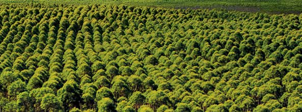 MÃO-DE-OBRA EMPREGADA PELA INDÚSTRIA DE FERRO-GUSA EM MINAS GERAIS Segmento/ Atividade 2011 Número de Empregos Diretos (1) Indiretos (2) TOTAIS Implantação e Manutenção de Florestas 7.060 21.180 28.