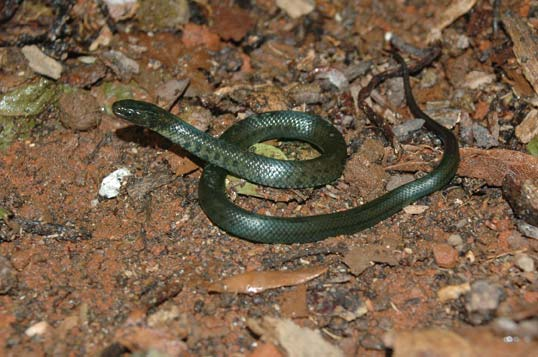 CRC = 153 mm Foto: Otavio A. V. Marques FIGURA 4.15. Helicops modestus (cobrad água), Colubridae.