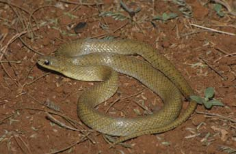 Liophis miliaris (cobra-d água), Colubridae. (N = 58).