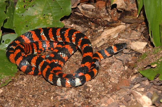 FIGURA 4.19. Liophis poecilogyrus (cobracapim), Colubridae.