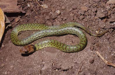 Oxyrhopus guibei (falsa-coral), Colubridae. (N = 413).