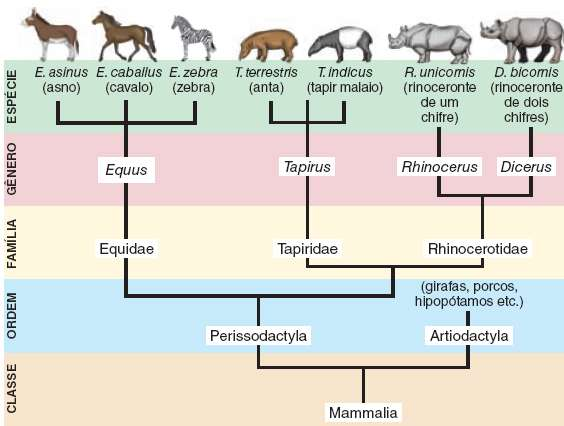 III. Classificação e parentesco evolutivo Todas as espécies compartilham ancestrais comuns, sendo as semelhanças entre elas reflexo desse processo evolutivo.