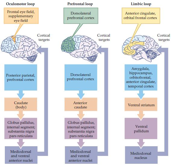 FUNÇÕES NÃO-MOTORAS DOS GÂNGLIOS DA BASE LOOP OCULOMOTOR Actividade dos campos visuais frontais LOOP