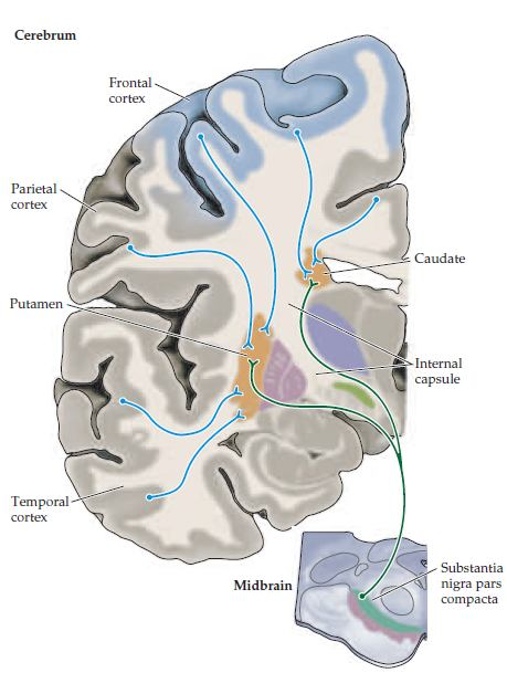 PROJECÇÕES PARA OS GÂNGLIOS DA BASE O córtex cerebral é a principal fonte de inputs Apenas o córtex visual primário e o córtex auditivo primário não interagem com o