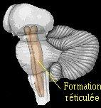 Formação reticular Localizada entre o diencéfalo caudal e medula espinhal Ocupa posição central, através de 3
