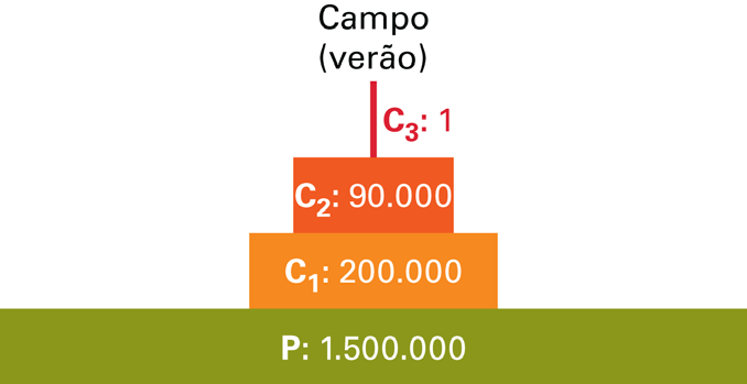 45 3.3 Pirâmides ecológicas Pirâmides ecológicas consistem em formas de expressar graficamente o número de indivíduos, biomassa e quantidade de energia existente em cada nível trófico (Figura 3.6).