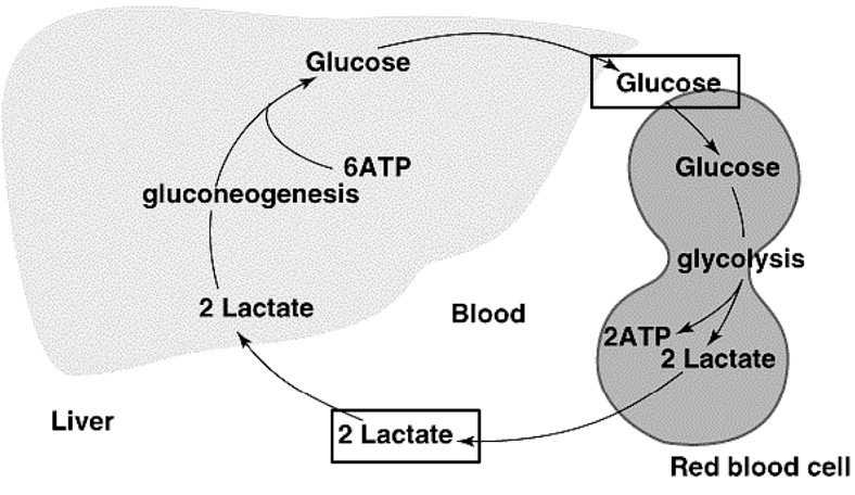 Lactato-Glicose (ciclo