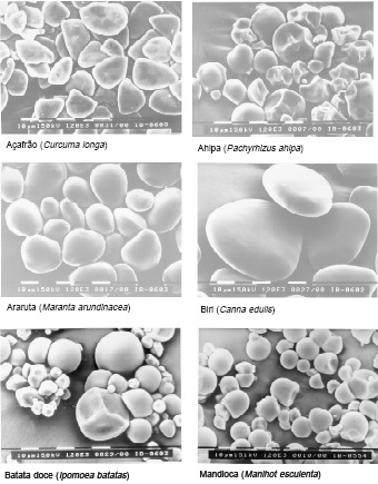 Micrografias de