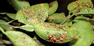 Outros inimigos naturais como larvas do bicho lixeiro Chrysopa sp. e da mosca sirfídeo e joaninhas, que são predadores, também auxiliam no controle biológico natural da praga.