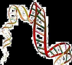 Propriedades do DNA Complementariedade entre bases