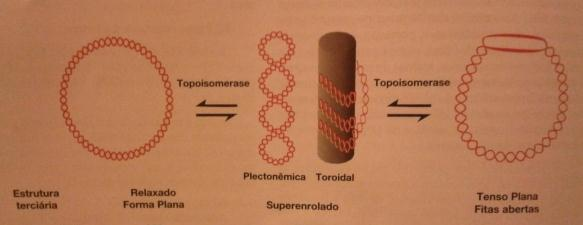 Superenrolamento negativo: gerado pelo desenrolamento da dupla hélice Plectonêmico: encontrado