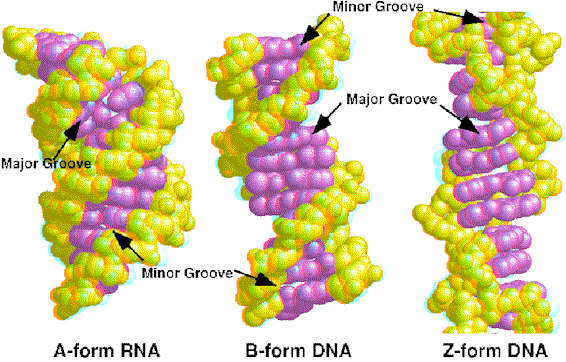 Composição de bases, meio em que se encontram ou sua ligação com proteínas Se diferenciam pela sua espessura, número de pares de base por volta da hélice e a exposição das bases ao meio externo DNA B