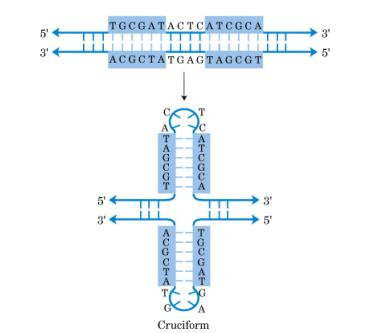 Outras estruturas do DNA Moléculas de DNA