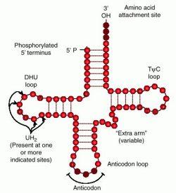 Estrutura do RNA mrna: transfere a informação genética aos ribossomos (1 a 5 % do RNA total) trna rrna: componente dos ribossomos