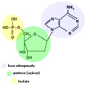 A A estrutura Estrutura