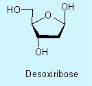 Nucleotídeos Nucleicos