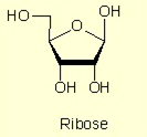 Pirimidica DNA C1 base