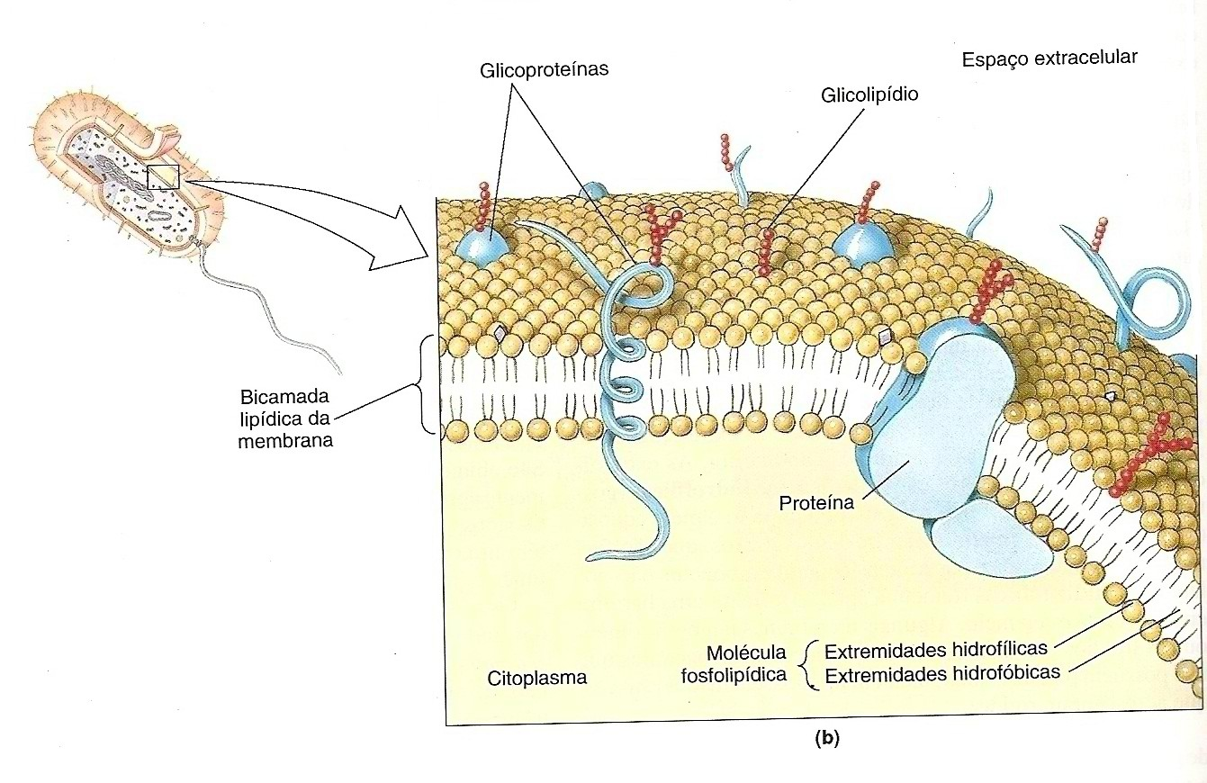 Funções bactérias: de membrana em Sintetiza componentes da parede celular, ajuda na