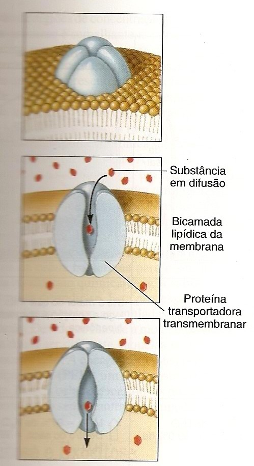 Difusão facilitada Moléculas protéicas carreadoras ajudam no movimento de substâncias através da membrana celular, mas apenas baixam seu gradiente de