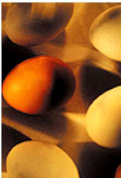 Química em Ação: A Formação da Casca de Ovo Ca 2+