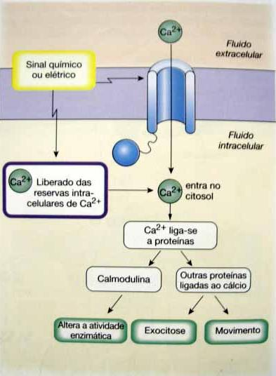 Cálcio