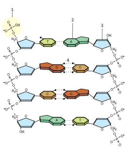 3. A seguinte figura representa uma porção da dupla hélice da molécula de DNA, proposta por Watson e Crick. 3.1.