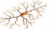 a) Tomando-se as estruturas X e Y como referência, em que sentido se propagam os impulsos nervosos através dos neurônios I e II?