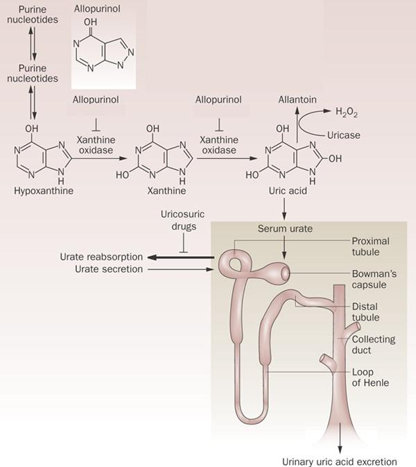 Propriedades e Mecanismo de Ação O alopurinol é um inibidor da enzima xantina oxidase e da produção de ácido úrico: liga-se fortemente a forma reduzida da xantina oxidase e inibe a enzima, levando à