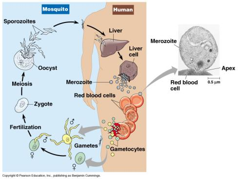 Fase Assexuada: no homem, formação dos merozoítos (no fígado), diferenciação em gametócitos (nas hemácias) Protozoários Classificação Protozoa Eucarioto Unicelular Sarcomastigophora Locomoção por