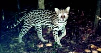Para resolver o problema, alguns pesquisadores usam câmeras fotográficas sofisticadas, de alto custo, que registram imagens dos animais à noite.
