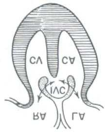 Figura 04 - Representação esquemática do coração de um réptil não-crocodiliano, em corte frontal feito em um plano dorsal ao cavum pulmonale.