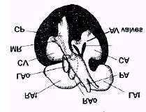 RAt, átrio direito; LAt, átrio esquerdo; CP, cavum pulmonale; CA, cavum arteriosum; CV, cavum venosum; PA, artéria pulmonar; LAo, arco aórtico esquerdo; RAo, arco